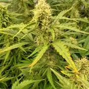 Space Cookies Auto Delicious Seeds