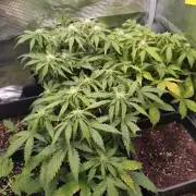 Grape Pop Rocks Auto Anesia Seeds