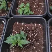 Cinderella Auto Fastbuds