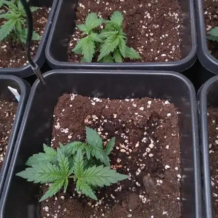 Cinderella Auto Fastbuds