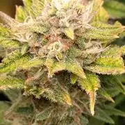 Cherry Cola RF3 Auto Fastbuds