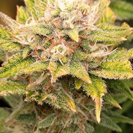 Cherry Cola RF3 Auto Fastbuds