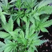 Purple Lemonade Auto RQS