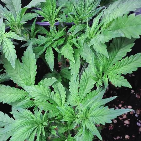 Purple Lemonade Auto RQS