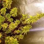 Grandmommy Purple Auto Herbiesseeds