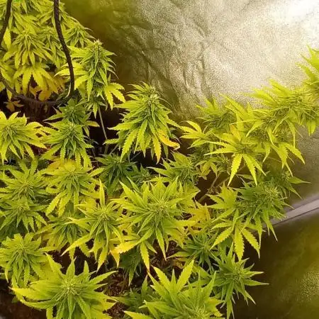 Grandmommy Purple Auto Herbiesseeds