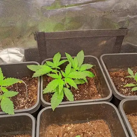 Pheno Hunt Gelato Auto Fastbuds