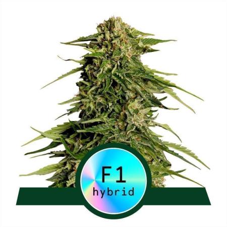 Epsilon F1 Royal Queen Seeds