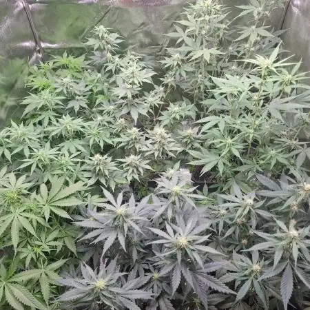 Cookies Kush Auto Barneys Farm