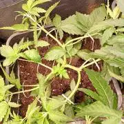 Apple Strudel Auto Fastbuds
