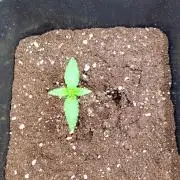 Banana Frost Auto Fastbuds