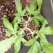 Purple Lemonade Auto RF3 Fastbuds