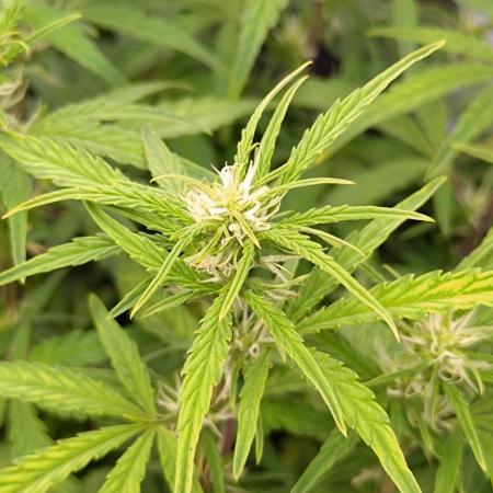 Thin Mint x Sour Pinot Auto Barneys Farm