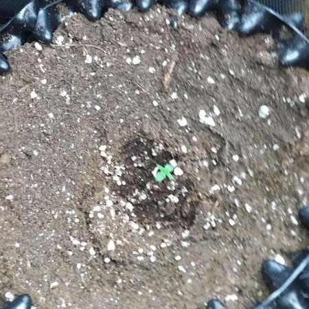 Sticky Broccoli Auto ZMA Eternity Cup'26