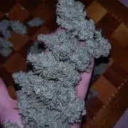 Green Gelato Auto RQS