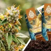 Peanut Butter Breath Auto Zamnesia