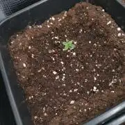 Orange Sherbet FF P#2 Fastbuds