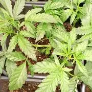 Green Gelato Auto RQS