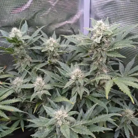 Z-Up Auto Fastbuds