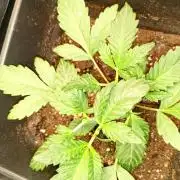 Wurlz F1 Auto Zamnesia