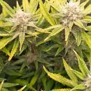 Cherry Cola RF3 Auto Fastbuds