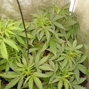 Space Cookies Auto Delicious Seeds