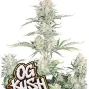 OG Kush Auto Fastbuds
