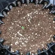 Cherry Cola RF3 P#2 F420 Eternity Cup'26