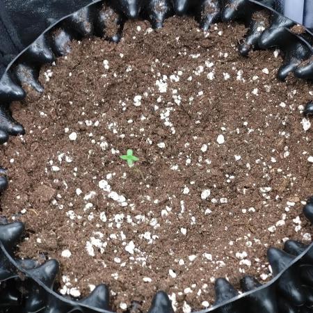 Cherry Cola RF3 Auto Fastbuds