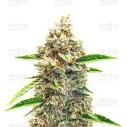 Bruce Banner #3 Auto Herbiesseeds