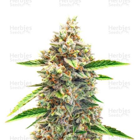 Bruce Banner #3 Auto Herbiesseeds