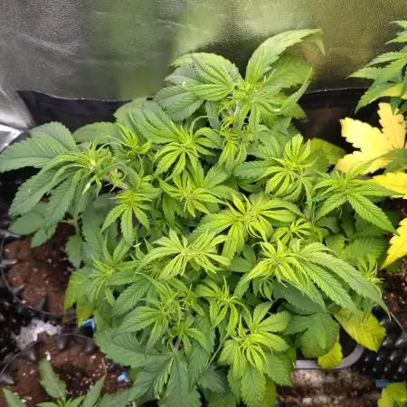 Pink Runtz Auto RQS