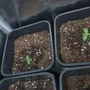 Lemon Cherry Gelato Barneys Farm