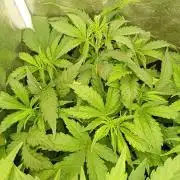 Glowberry Rush Auto Anesia Seeds