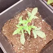 Sundae Frost Auto Fastbuds