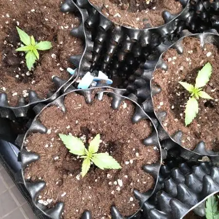 Titan F1 RQS