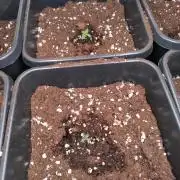 Cinderella Auto Fastbuds