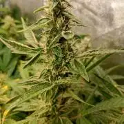 Green Gelato Auto RQS