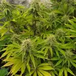 Green Gelato Auto RQS