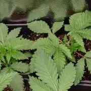 Lemon Cherry Gelato Barneys Farm