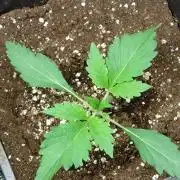 Orange Sherbet FF P#1 Fastbuds