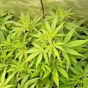 Apple Strudel Auto Fastbuds