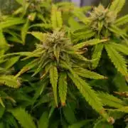 Grape Pop Rocks Auto Anesia Seeds