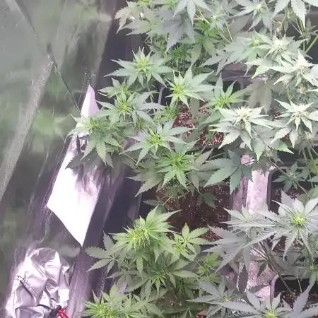Apple Betty Auto Herbiesseeds