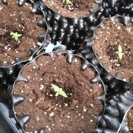 Titan F1 RQS