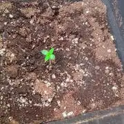 Wurlz F1 Auto Zamnesia