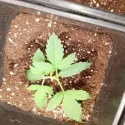 Apple Strudel Auto Fastbuds