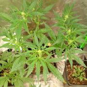 Mango Cherry Runtz F1 CHAMP F420