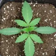 Green Gelato P#2 Royal Queen Seeds