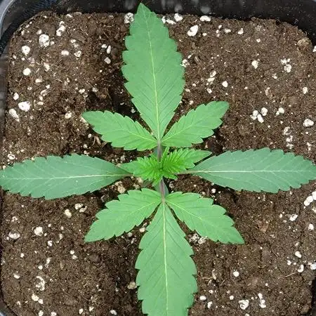 Green Gelato P#2 Royal Queen Seeds